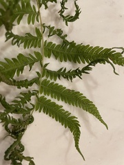 Coryphopteris simulata