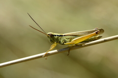 Mecostethus parapleurus