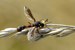 Physocephala vittata