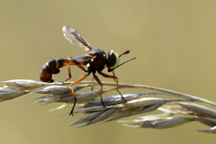 Physocephala vittata