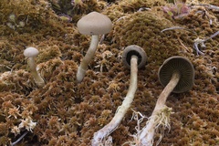 Cortinarius chrysolitus