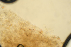 Cortinarius chrysolitus