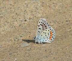 Euphilotes centralis