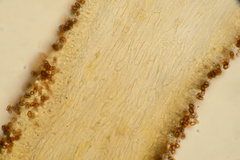 Cortinarius chrysolitus