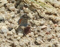 Euphilotes centralis