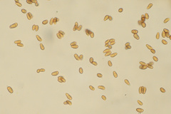 Cortinarius chrysolitus