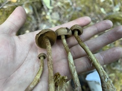 Cortinarius chrysolitus