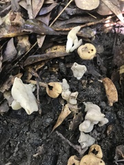 Helvella crispa