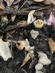 Helvella crispa