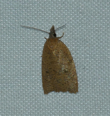 Sparganothoides machimiana