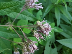 Anthodiplosis eutrochii