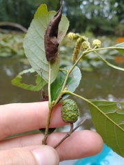 Alnus maritima