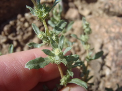 Atriplex elegans