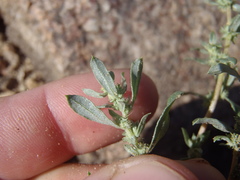 Atriplex elegans