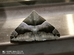 Dysgonia stuposa