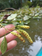 Alnus maritima