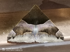 Dysgonia stuposa