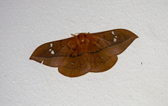 Cricula mindanaensis