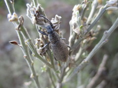 Herpisticus laesicollis