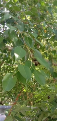Ficus benjamina nuda