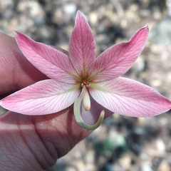 Bauhinia coulteri