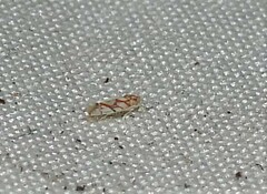 Erythroneura acuticephala