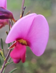 Gompholobium scabrum