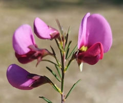 Gompholobium scabrum