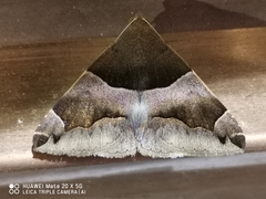 Dysgonia stuposa