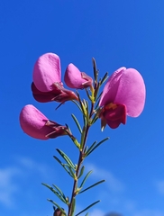 Gompholobium scabrum