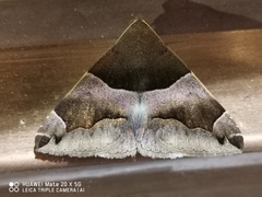 Dysgonia stuposa