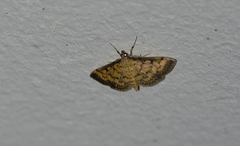 Patania punctimarginalis