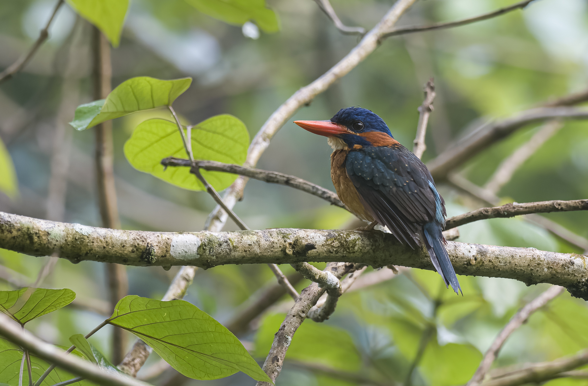 Blue-capped Kingfisher (Actenoides hombroni), photo 6