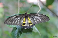 Troides minos