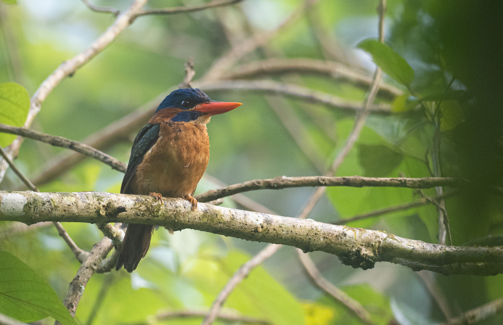 Blue-capped Kingfisher (Actenoides hombroni), photo 7