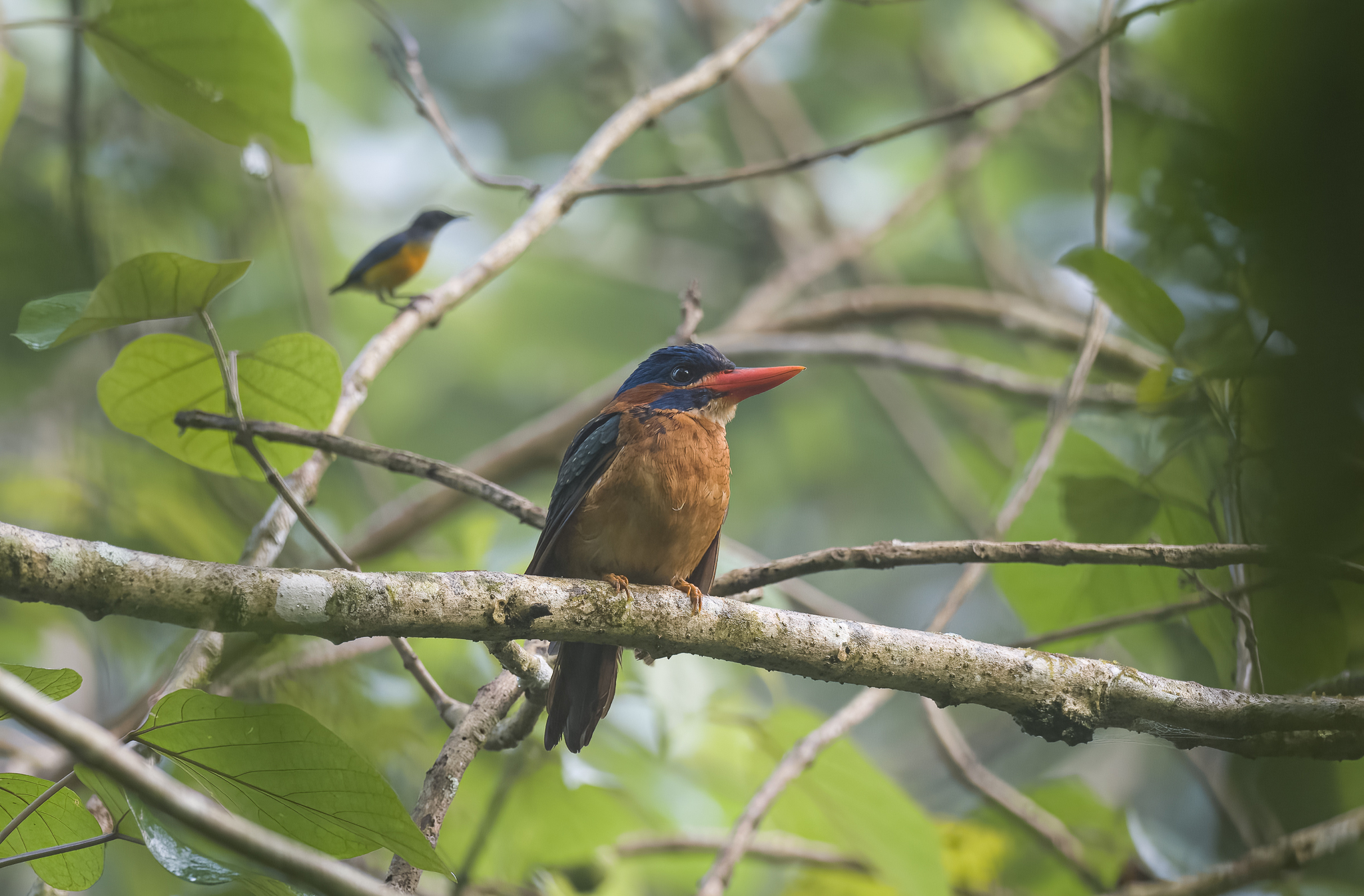 Blue-capped Kingfisher (Actenoides hombroni), photo 8