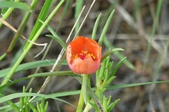 Portulaca suffrutescens