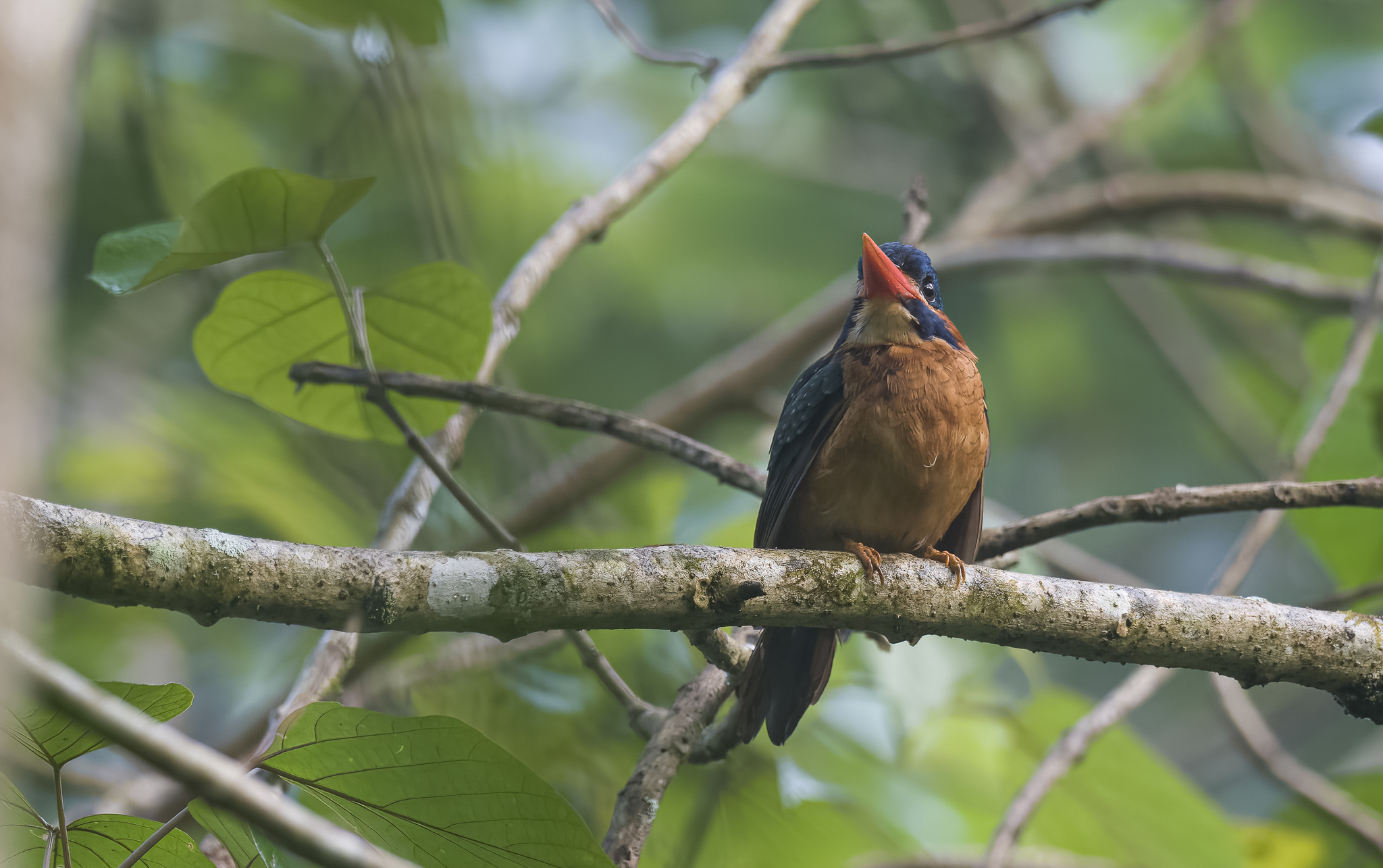 Blue-capped Kingfisher (Actenoides hombroni), photo 9