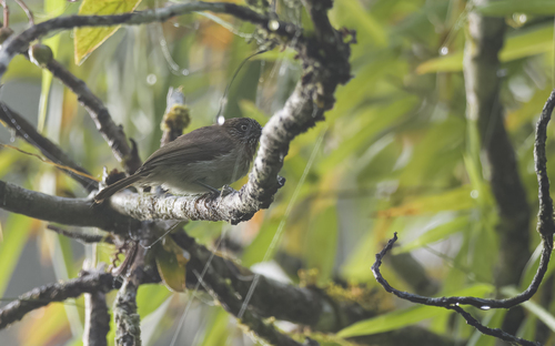 Mindanao Pygmy Babbler (Dasycrotapha plateni), photo 5