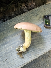 Butyriboletus taughannockensis