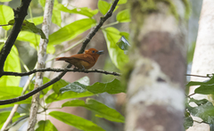 Terpsiphone cinnamomea cinnamomea