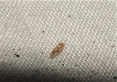 Erythroneura acuticephala