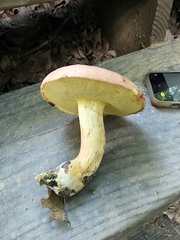 Butyriboletus taughannockensis