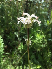 Lamiaceae