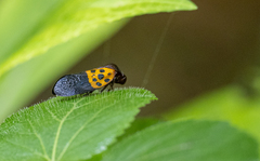 Cosmoscarta semimaculata