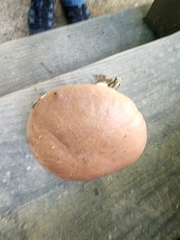Butyriboletus taughannockensis