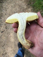 Butyriboletus taughannockensis