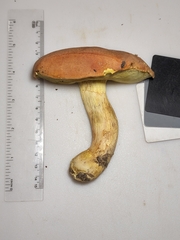 Butyriboletus taughannockensis
