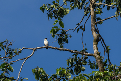 Microhierax erythrogenys