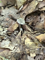 Clitopilus brunnescens